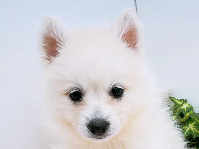 愛知県のハーフ犬・ミックス犬 (ペッツワン小牧店/2025年6月28日生まれ/女の子/クリーム)の子犬