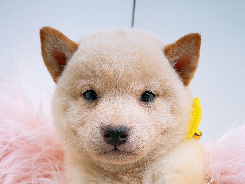 【い豆柴 黒柴 愛くるしい子犬 縮緬 正絹 名古屋帯】 61VzeJoIXbL._AC_UL210_SR210,