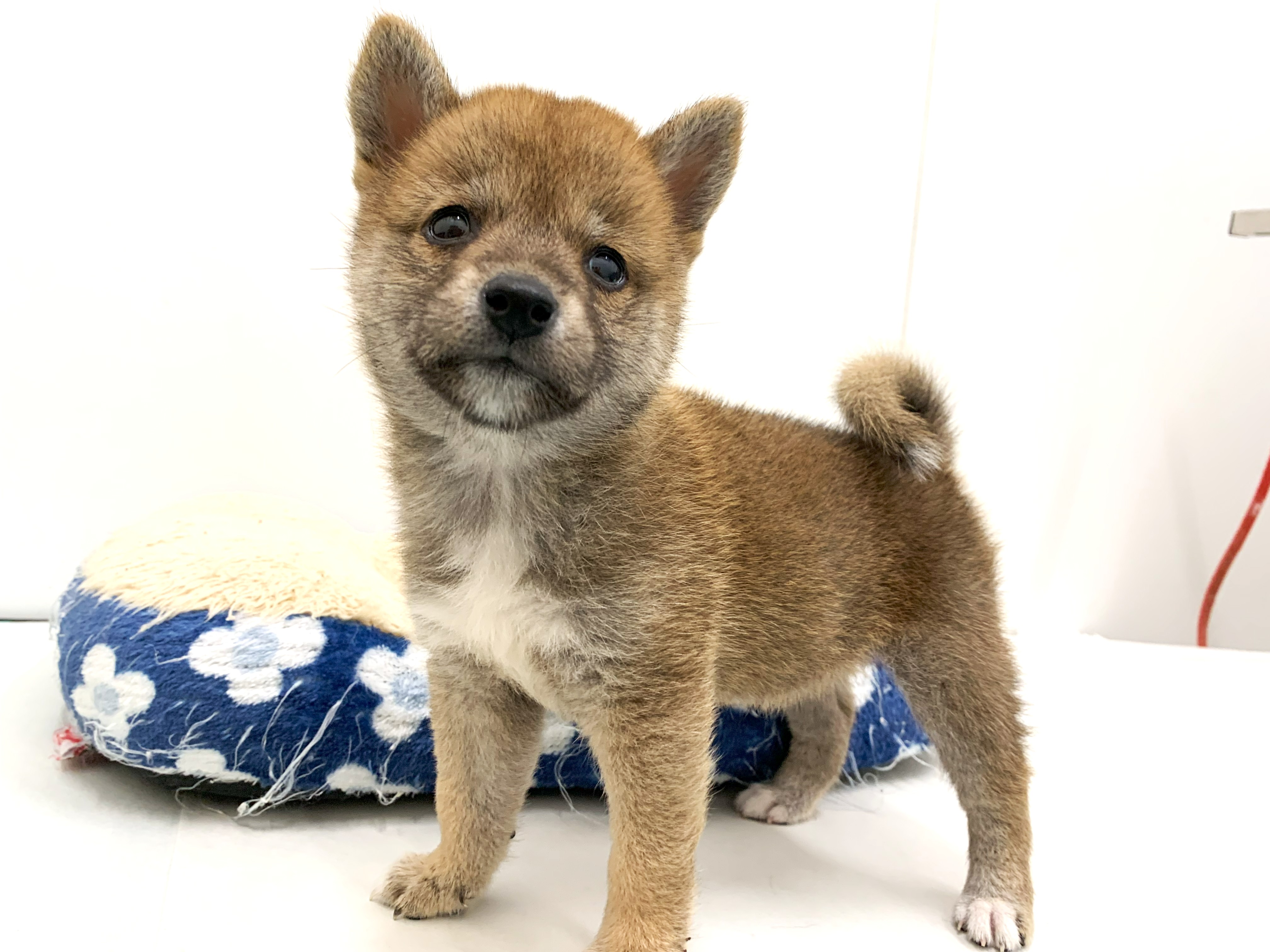 日本犬 令和07年07月31日 水江 犬（柴）♂｜倉敷市公式ホームページ