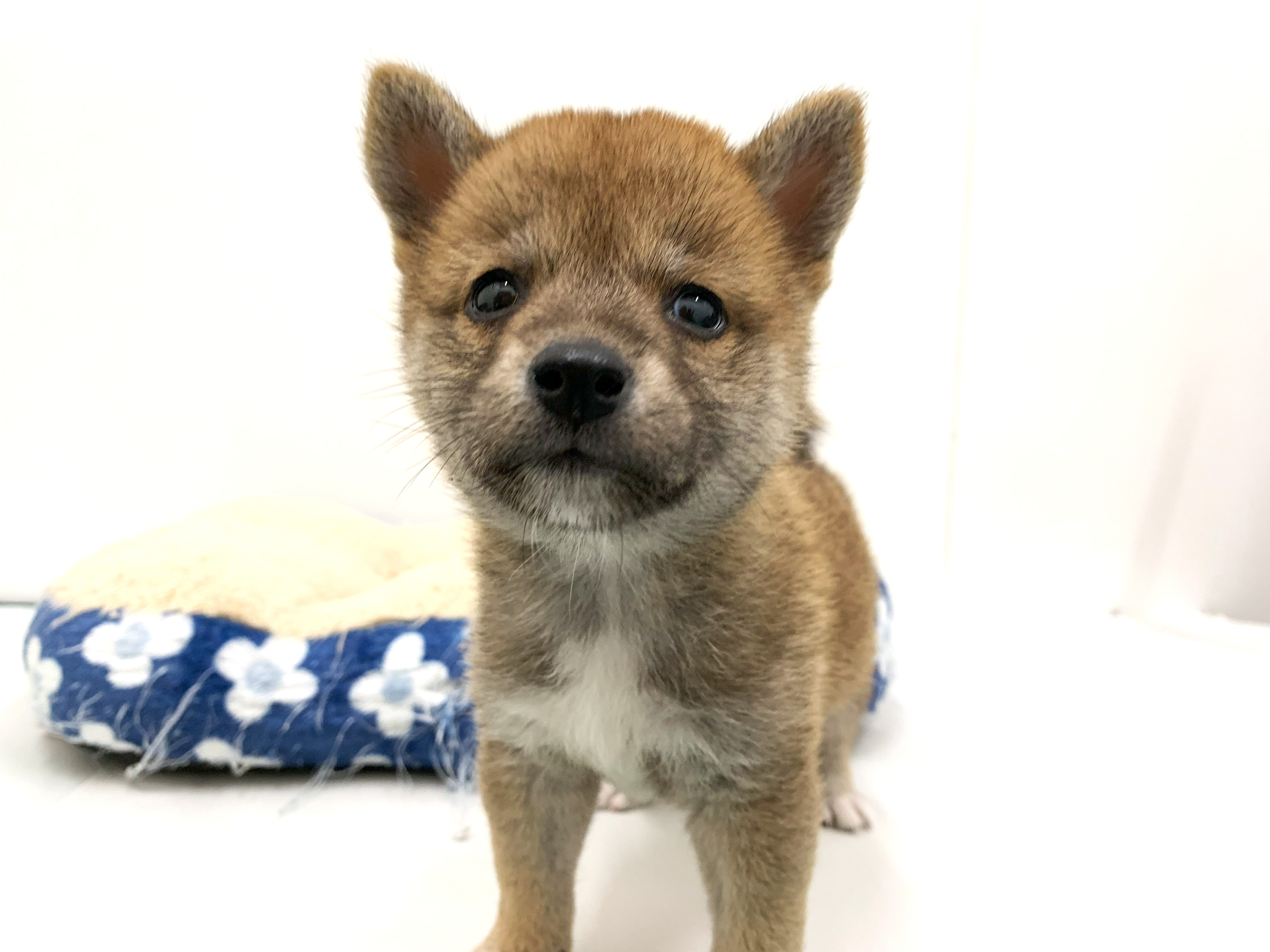 柴犬 柴犬 26 | HANSA
