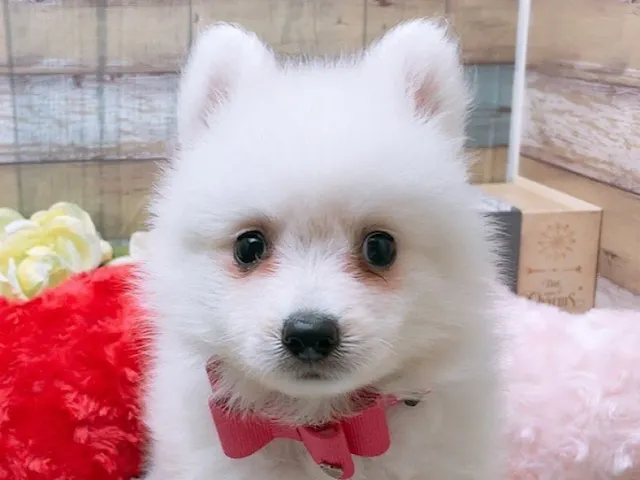沖縄県の日本スピッツ (ペッツワンFCあがり浜店/2025年4月19日生まれ/男の子/ホワイト)の子犬