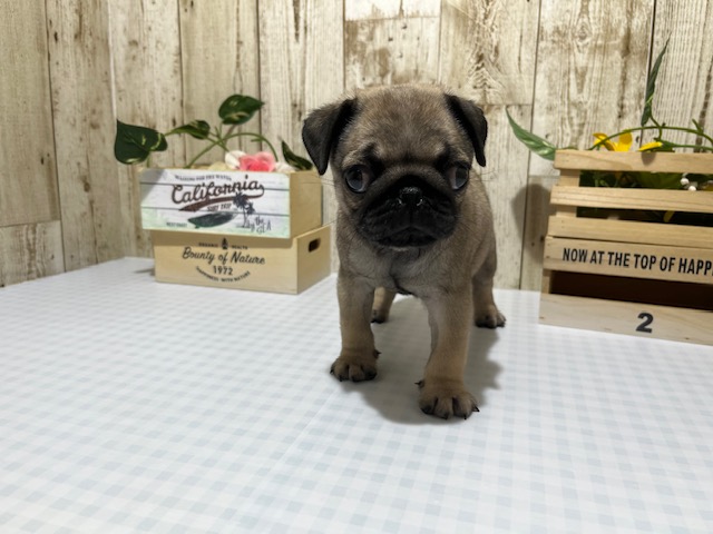 パグ - 浜松市野店 | ペッツワン