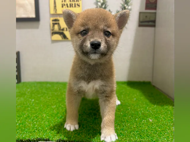 茨城県の柴犬(標準サイズ) (ペッツワン水戸店/2025年6月23日生まれ/女の子/赤)の子犬