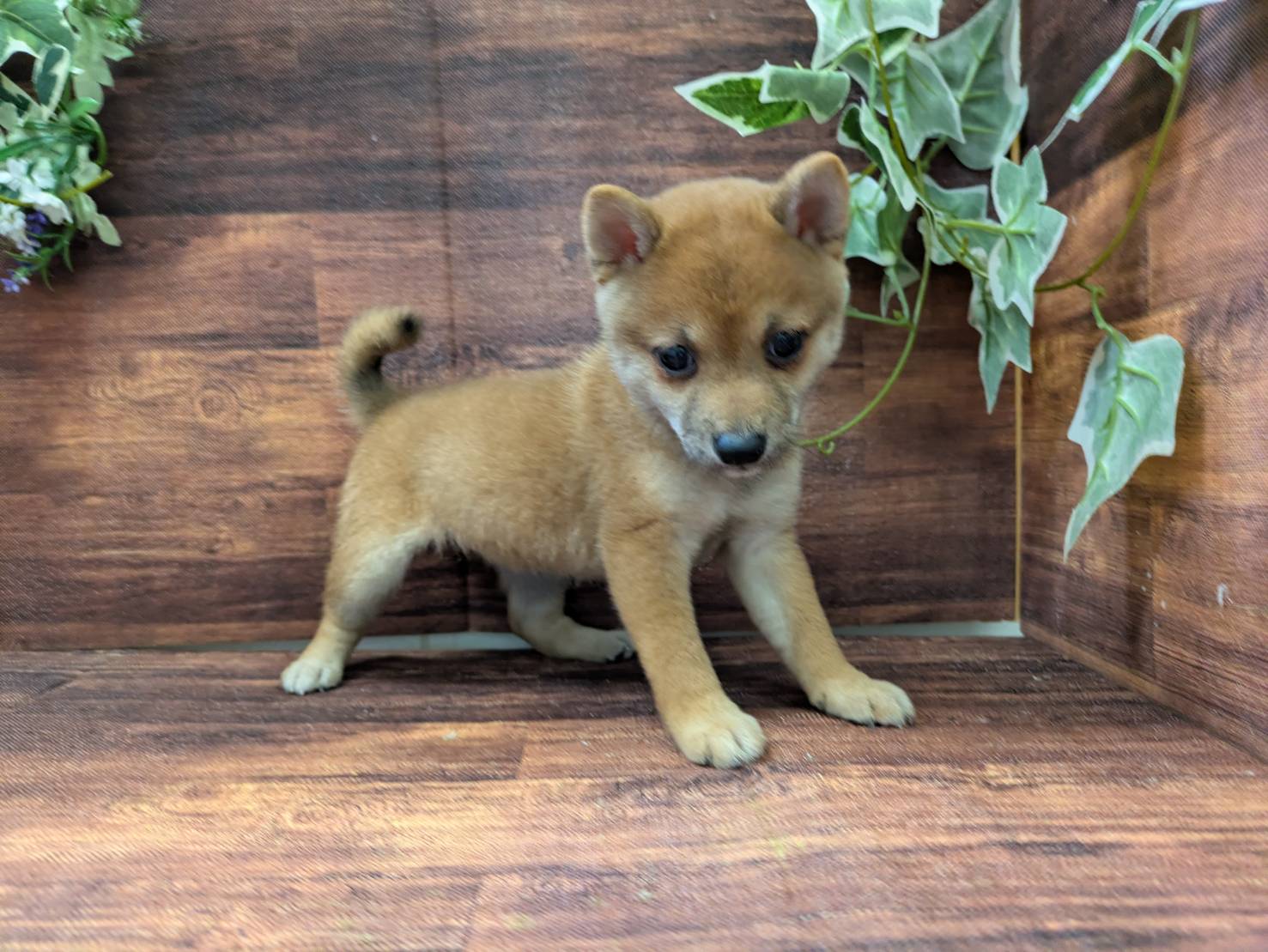 千葉県の柴犬(標準サイズ) (ペッツワン市原店/2025年6月25日生まれ/女の子/赤)の子犬