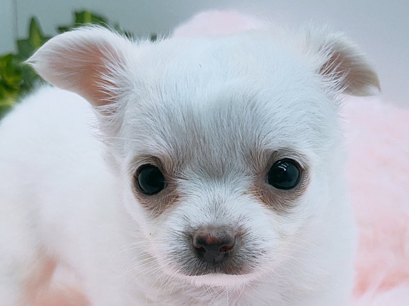 愛知県のチワワ(ロング) (ペッツワン小牧店/2025年7月5日生まれ/女の子/クリーム)の子犬