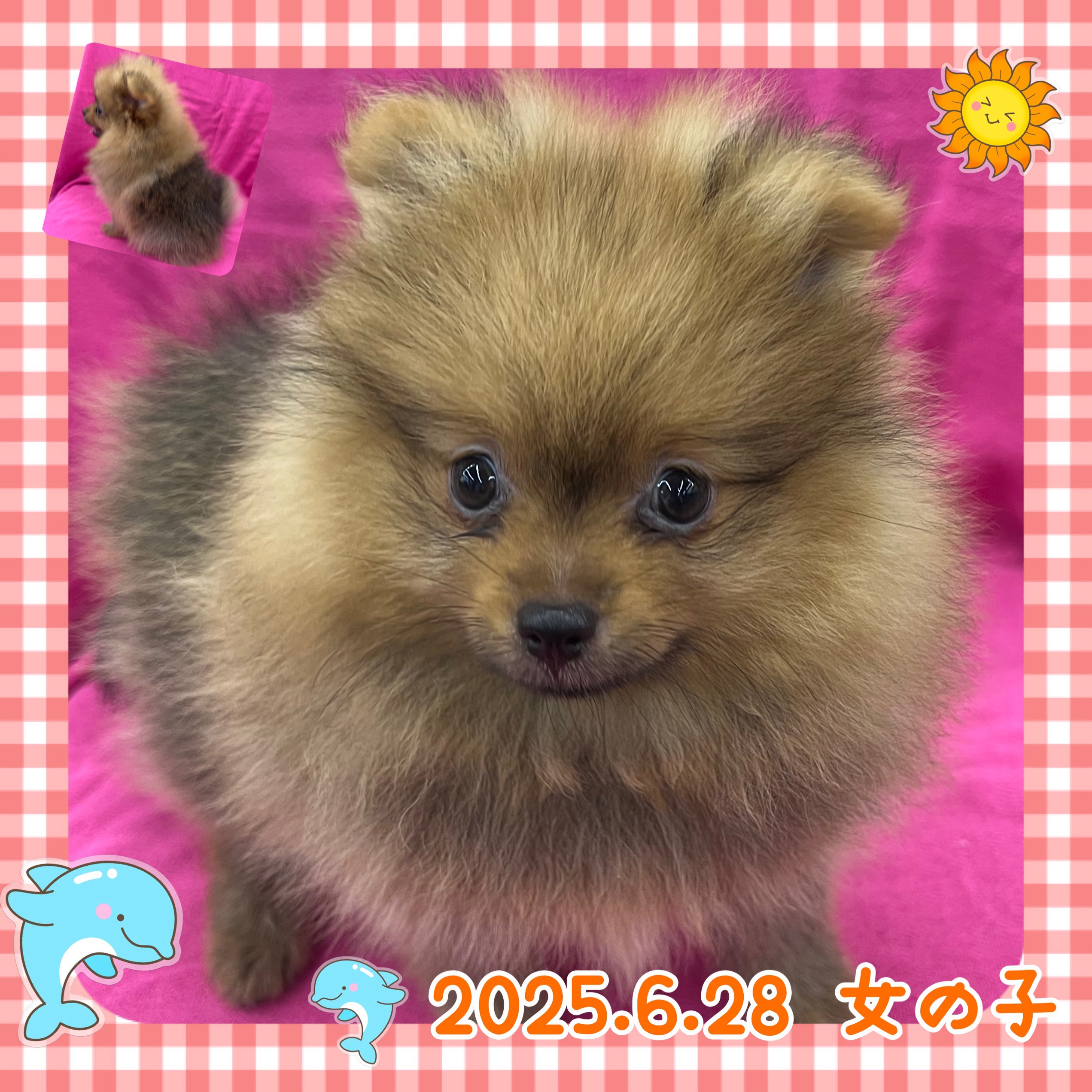 イヌ - りんかんモール店 | ペッツワン