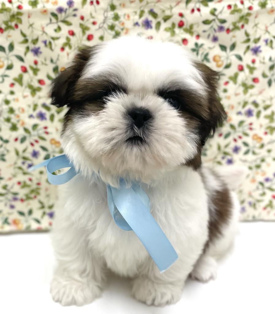 千葉県のシーズー (ペッツワン富津店/2024年12月27日生まれ/男の子/ホワイトゴールド)の子犬の3枚目の画像