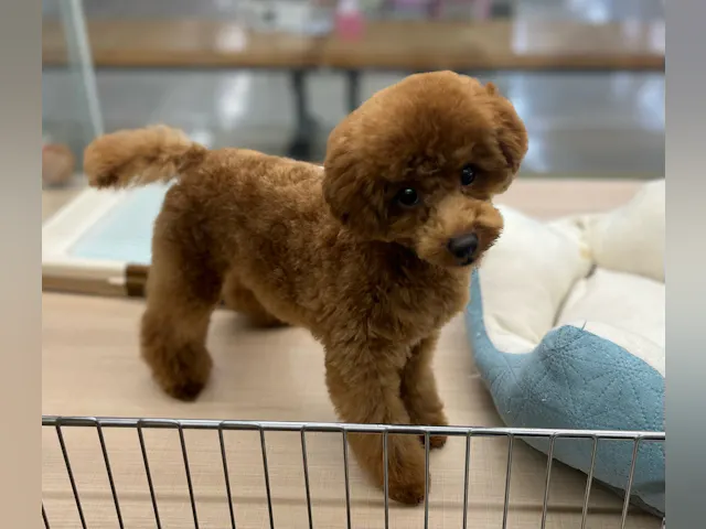 千葉県のトイプードル(トイ) (ペッツワン富津店/2025年4月24日生まれ/男の子/レッド)の子犬