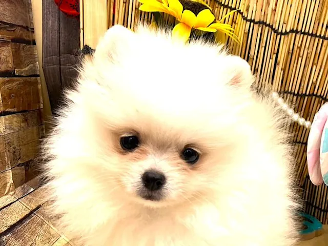 京都府のポメラニアン (ペッツワン木津川店/2025年6月27日生まれ/女の子/クリーム)の子犬