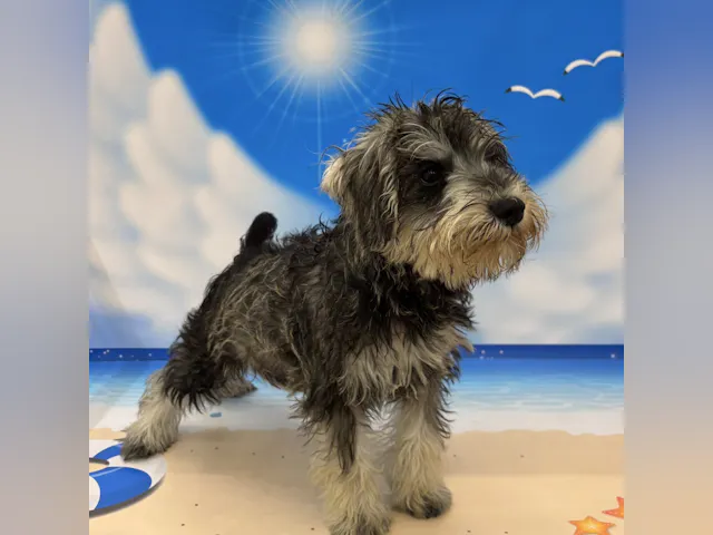 栃木県のミニチュアシュナウザー (ペッツワン大田原店/2025年5月29日生まれ/男の子/ソルトペッパー)の子犬