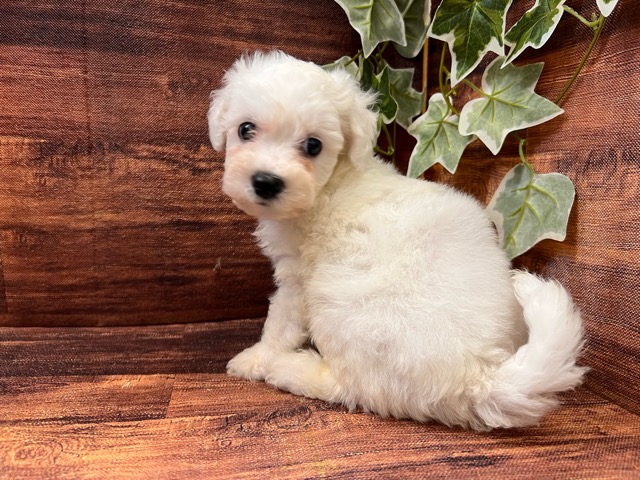 千葉県のビションフリーゼ (ペッツワン市原店/2025年6月22日生まれ/男の子/ホワイト)の子犬