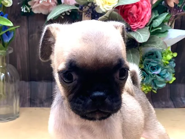 京都府のハーフ犬・ミックス犬 (ペッツワン木津川店/2025年7月6日生まれ/男の子/フォーン)の子犬