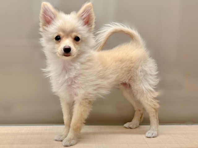 福島県のポメラニアン (ペッツワン郡山富田店/2025年5月25日生まれ/女の子/クリーム)の子犬