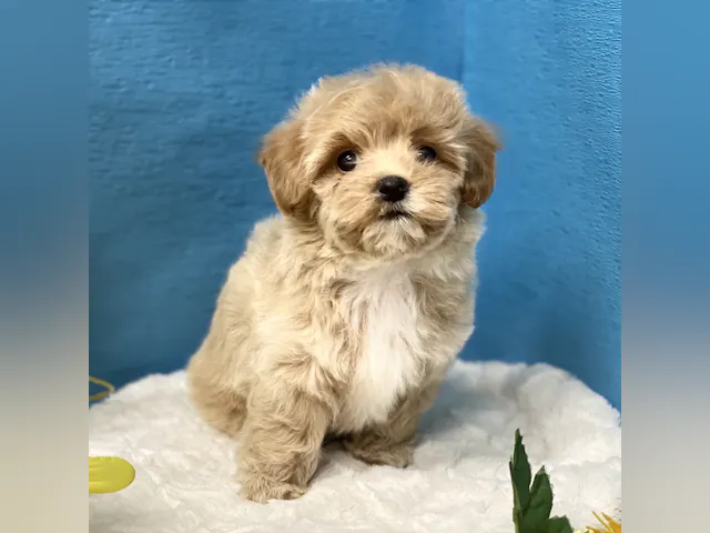 埼玉県のハーフ犬・ミックス犬 (ペッツワン羽生店/2025年6月21日生まれ/女の子/レッド)の子犬