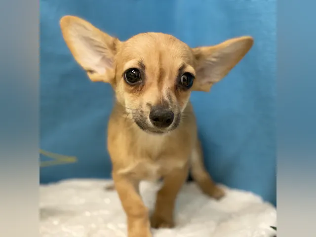 埼玉県のハーフ犬・ミックス犬 (ペッツワン羽生店/2025年5月8日生まれ/男の子/レッド)の子犬