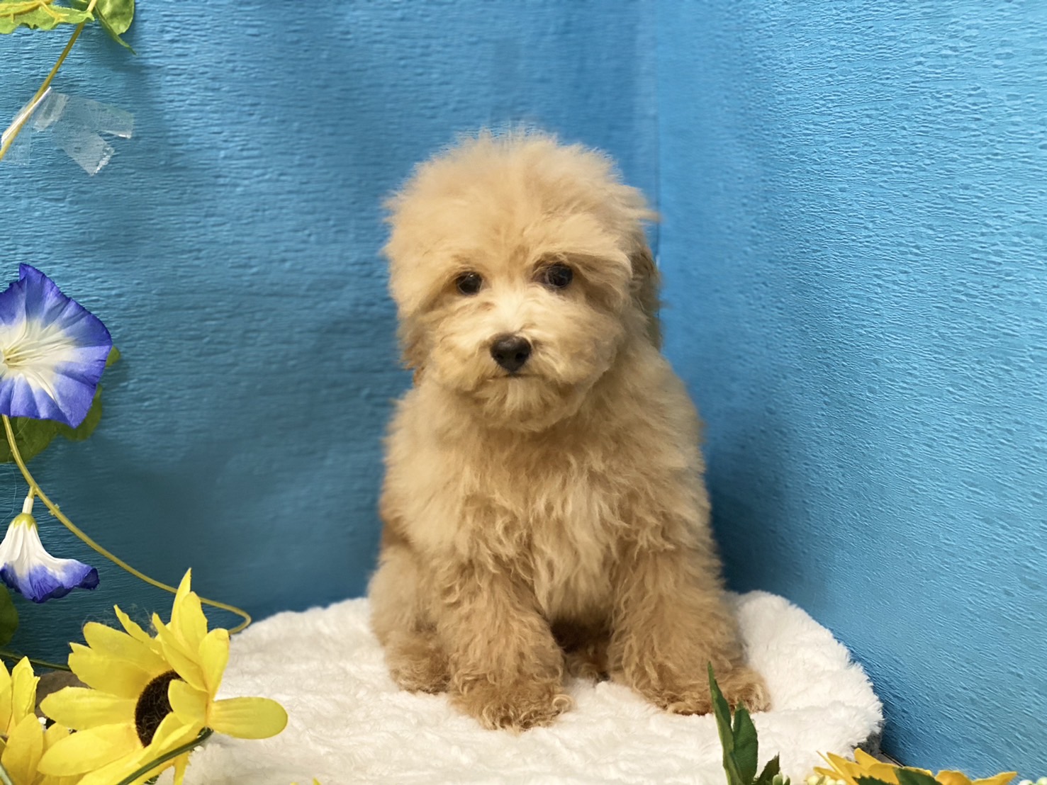 埼玉県のトイプードル(トイ) (ペッツワン羽生店/2025年5月23日生まれ/女の子/アプリコット)の子犬