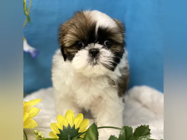 埼玉県のシーズー (ペッツワン羽生店/2025年6月11日生まれ/女の子/ホワイトゴールド)の子犬
