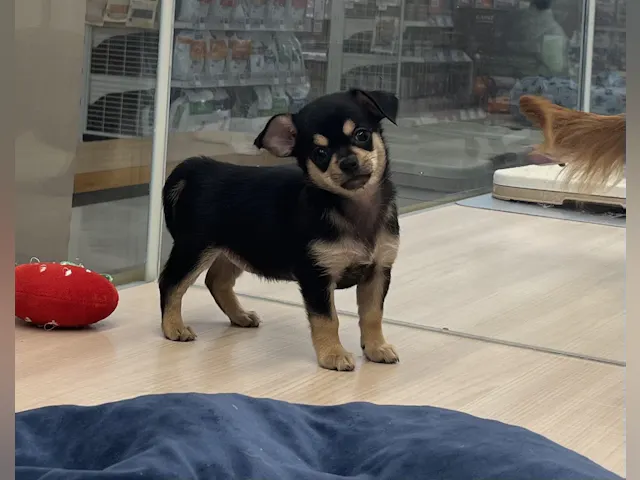 千葉県のチワワ(ロング) (ペッツワン富津店/2025年7月3日生まれ/女の子/ブラックタン)の子犬