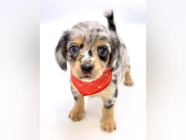 埼玉県のハーフ犬・ミックス犬 (ペッツワン鶴ヶ島店/2025年6月28日生まれ/男の子/シルバーダップル)の子犬