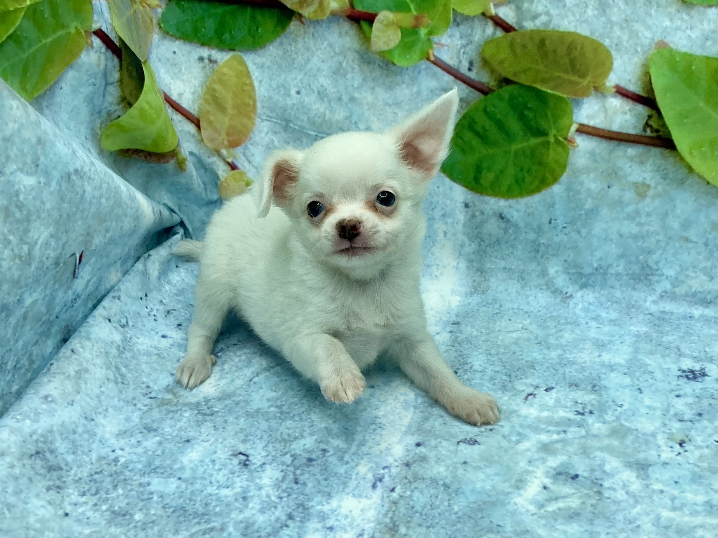 ちわわんず チワワ - 北本店 | ペッツワン