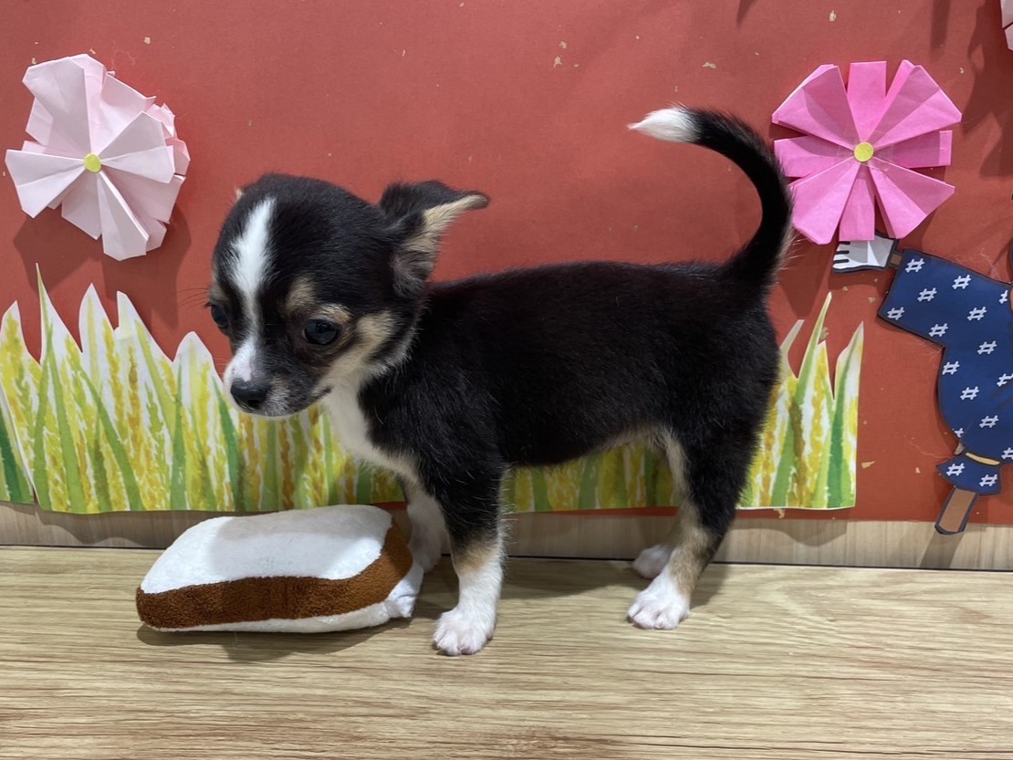 福島県のハーフ犬・ミックス犬 (ペッツワン会津若松店/2025年7月10日生まれ/女の子/ブラックタンホワイト)の子犬の3枚目の画像