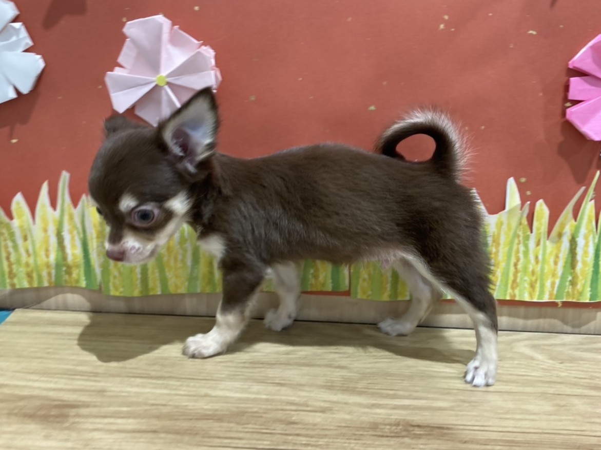 福島県のチワワ(ロング) (ペッツワン会津若松店/2025年7月12日生まれ/男の子/チョコレートタン)の子犬の3枚目の画像