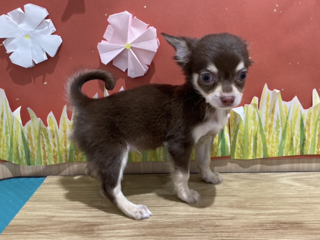 福島県のチワワ(ロング) (ペッツワン会津若松店/2025年7月12日生まれ/男の子/チョコレートタン)の子犬の2枚目の画像