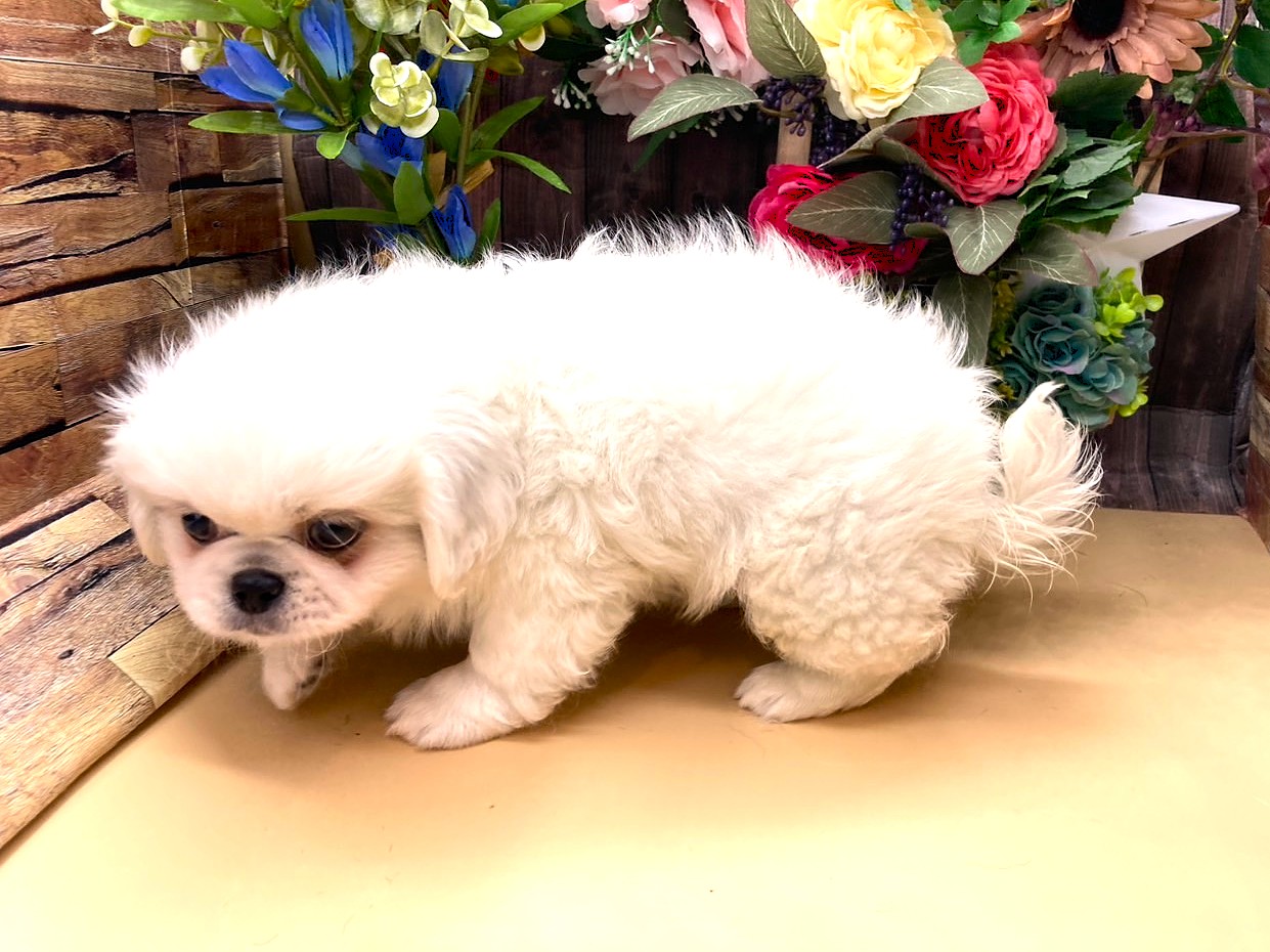 京都府のハーフ犬・ミックス犬 (ペッツワン木津川店/2025年7月9日生まれ/男の子/その他色)の子犬の3枚目の画像