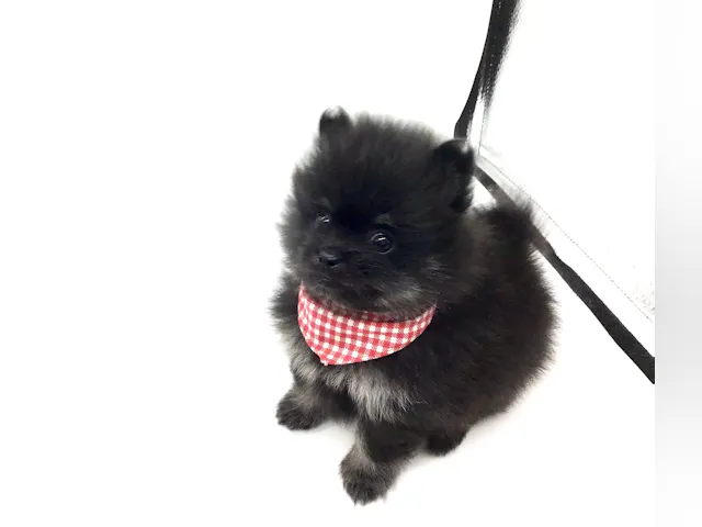 埼玉県のポメラニアン (ペッツワン鶴ヶ島店/2025年7月15日生まれ/男の子/ブラックタン)の子犬