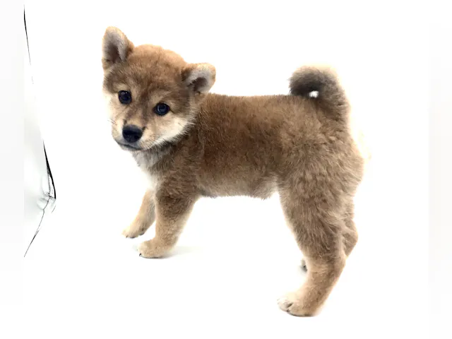 埼玉県の柴犬(標準サイズ) (ペッツワン鶴ヶ島店/2025年7月8日生まれ/女の子/赤)の子犬