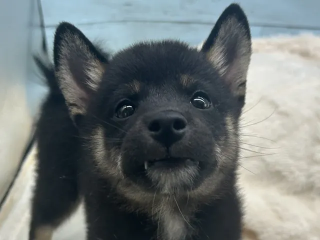 静岡県の柴犬(標準サイズ) (ペッツワン藤枝店/2025年7月8日生まれ/男の子/黒)の子犬