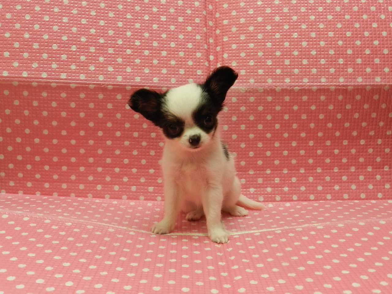 静岡県のチワワ(ロング) (ペッツワン御殿場店/2025年7月12日生まれ/女の子/ホワイトブラックタン)の子犬