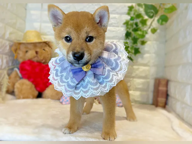 2025年7月8日生まれの柴犬(標準サイズ)の3枚目の写真