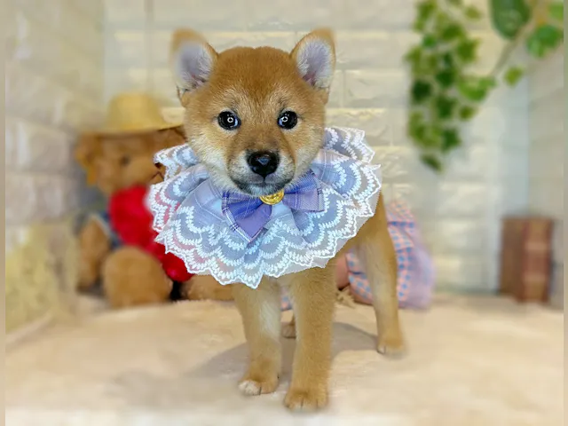 京都府の柴犬(標準サイズ) (ペッツワン亀岡店/2025年7月8日生まれ/女の子/赤)の子犬