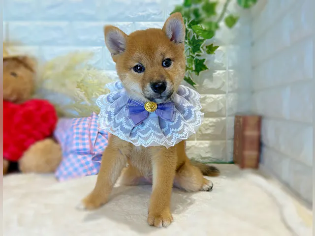 2025年7月8日生まれの柴犬(標準サイズ)の2枚目の写真