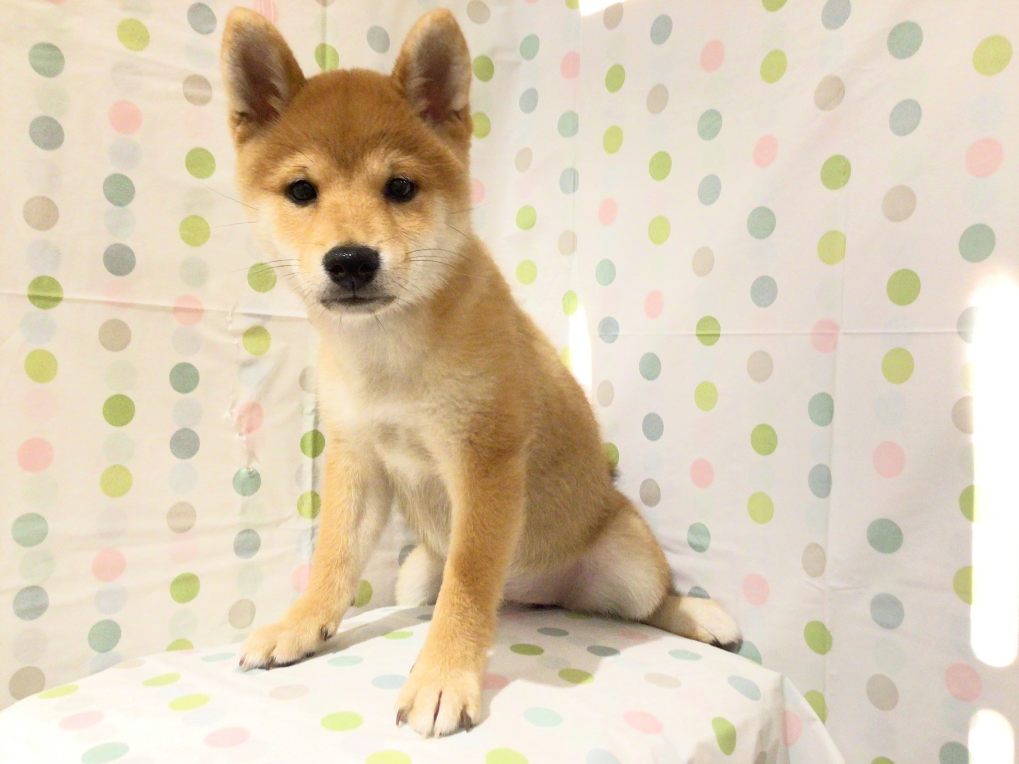 茨城県の柴犬(標準サイズ) (ペッツワン高萩店/2025年6月3日生まれ/女の子/赤)の子犬の2枚目の画像