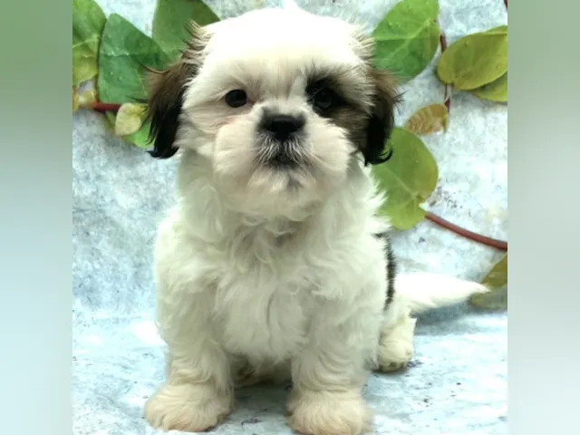 静岡県のシーズー (ペッツワン藤枝店/2025年4月27日生まれ/女の子/その他色)の子犬