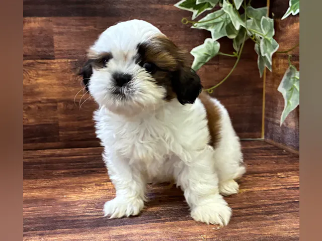 千葉県のシーズー (ペッツワン市原店/2025年7月11日生まれ/男の子/ホワイトゴールド)の子犬