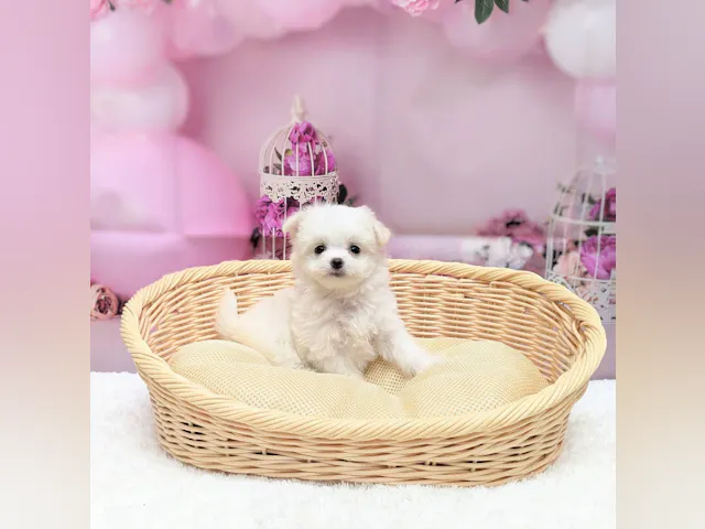 岡山県のハーフ犬・ミックス犬 (ペッツワンFC津山店/2025年7月14日生まれ/女の子/ホワイト)の子犬