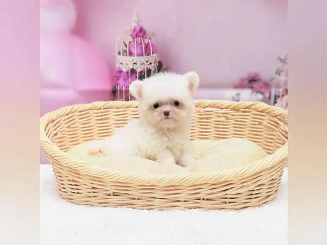 岡山県のハーフ犬・ミックス犬 (ペッツワンFC津山店/2025年7月15日生まれ/女の子/ホワイト)の子犬