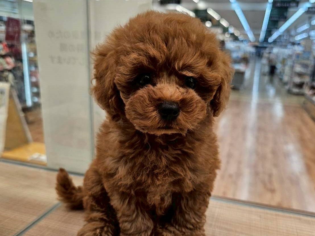 川島インター店 | ペッツワン