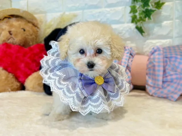 京都府のトイプードル(トイ) (ペッツワン亀岡店/2025年7月15日生まれ/男の子/ホワイト)の子犬
