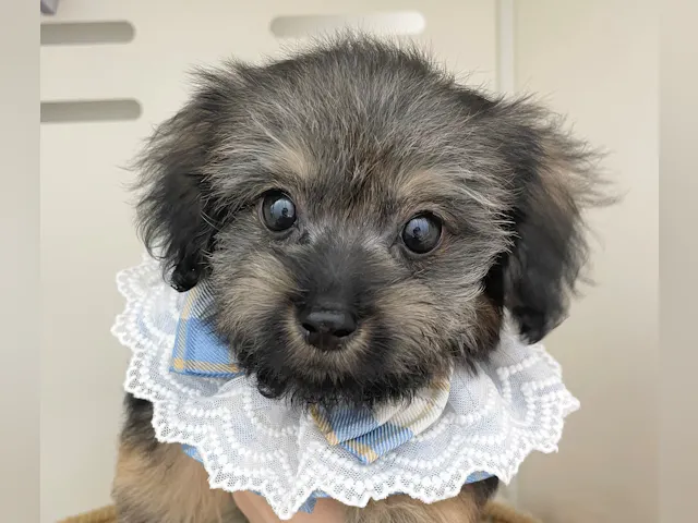 岐阜県のハーフ犬・ミックス犬 (ペッツワン可児店/2025年7月5日生まれ/男の子/フォーン)の子犬