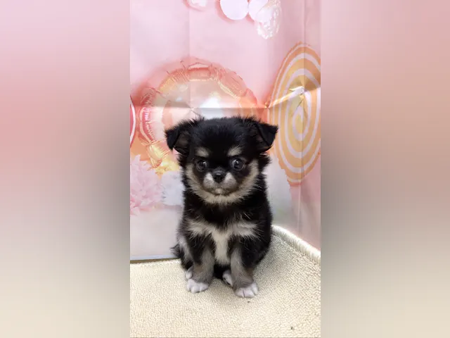 岡山県のチワワ(ロング) (ペッツワンFC津山店/2025年7月17日生まれ/女の子/ブラックタン)の子犬