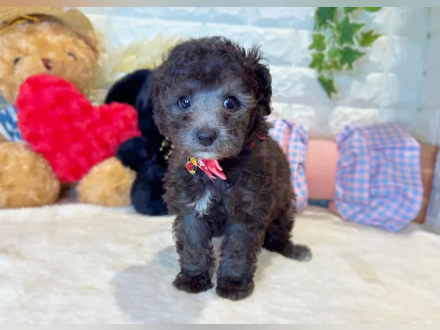 京都府のトイプードル(トイ) (ペッツワン亀岡店/2025年7月16日生まれ/男の子/シルバー)の子犬の1枚目の画像