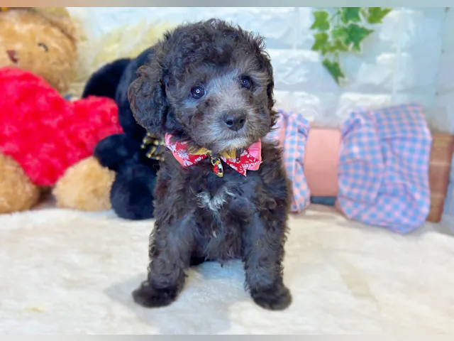 京都府のトイプードル(トイ) (ペッツワン亀岡店/2025年7月16日生まれ/男の子/シルバー)の子犬の3枚目の画像