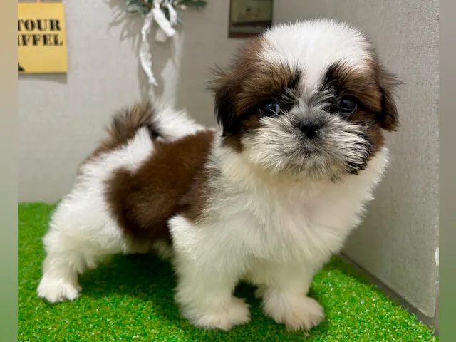 茨城県のシーズー (ペッツワン水戸店/2025年7月6日生まれ/男の子/ゴールドホワイト)の子犬