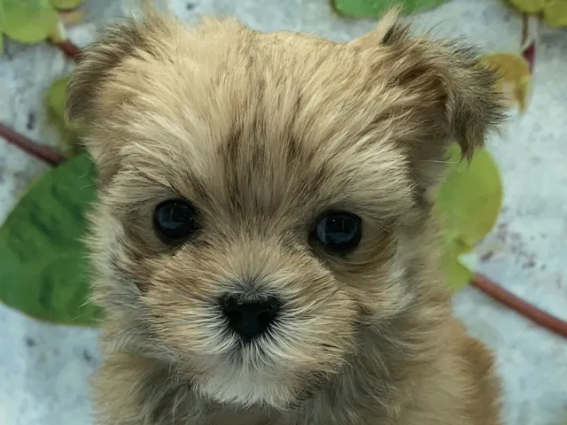 埼玉県のハーフ犬・ミックス犬 (ペッツワン北本店/2025年5月22日生まれ/女の子/フォーン)の子犬