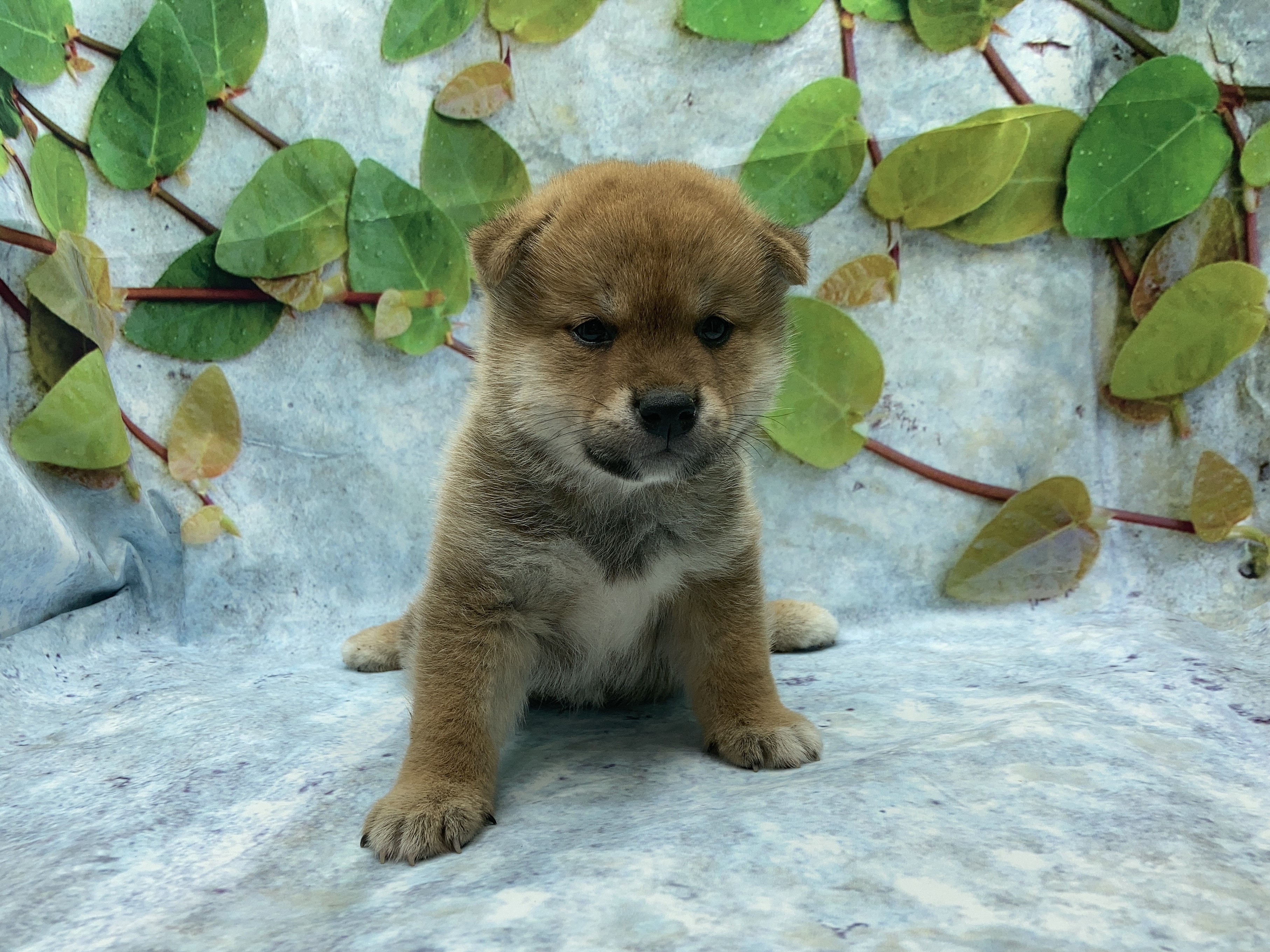 豆柴 - 北本店 | ペッツワン