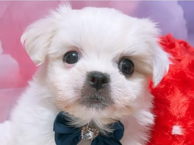 沖縄県のハーフ犬・ミックス犬 (ペッツワンFCサンプラザ糸満店/2025年7月19日生まれ/男の子/ホワイト)の子犬